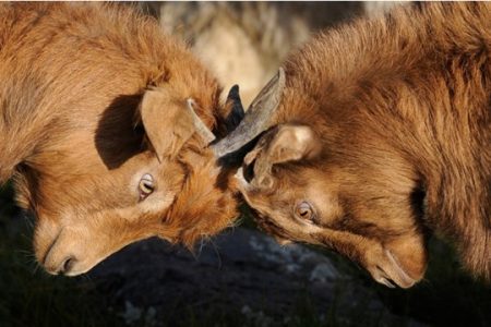 05-Streitschlichter-Nov2025 05-Streitschlichter-Nov2025